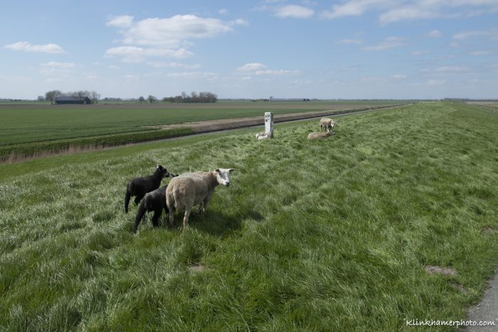 Schapen en lammeren_Groningen 2023 lente