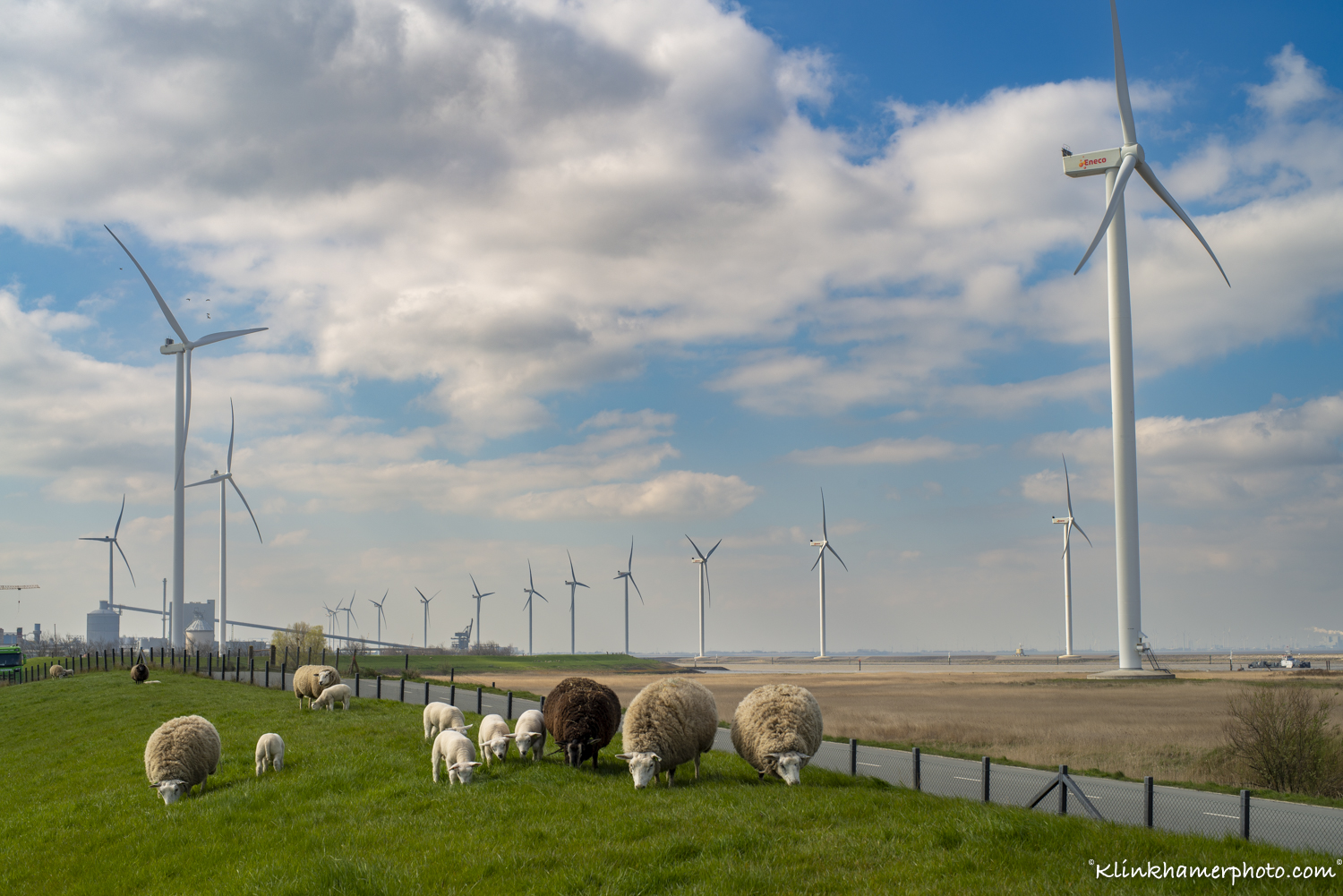 Groningen bij Termunten-Dollard schapen op de dijk met windturbines van Eneco