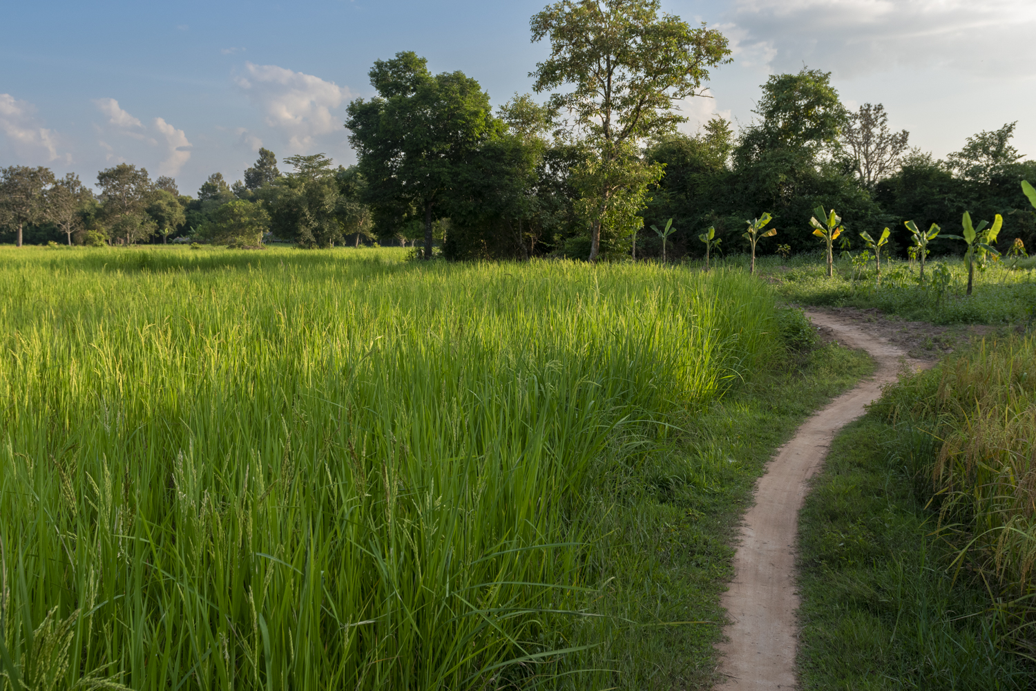 Cambodian Paddy Rice field_klinkhamerphoto