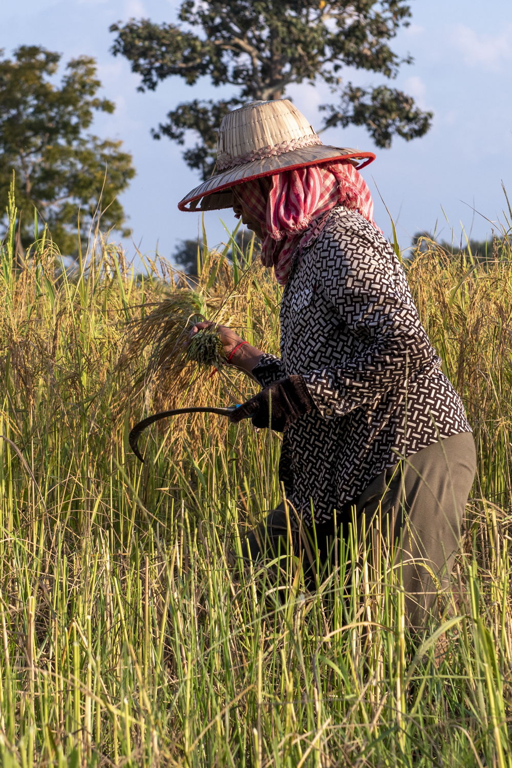 Cambodian woman in rice paddy field for harvest