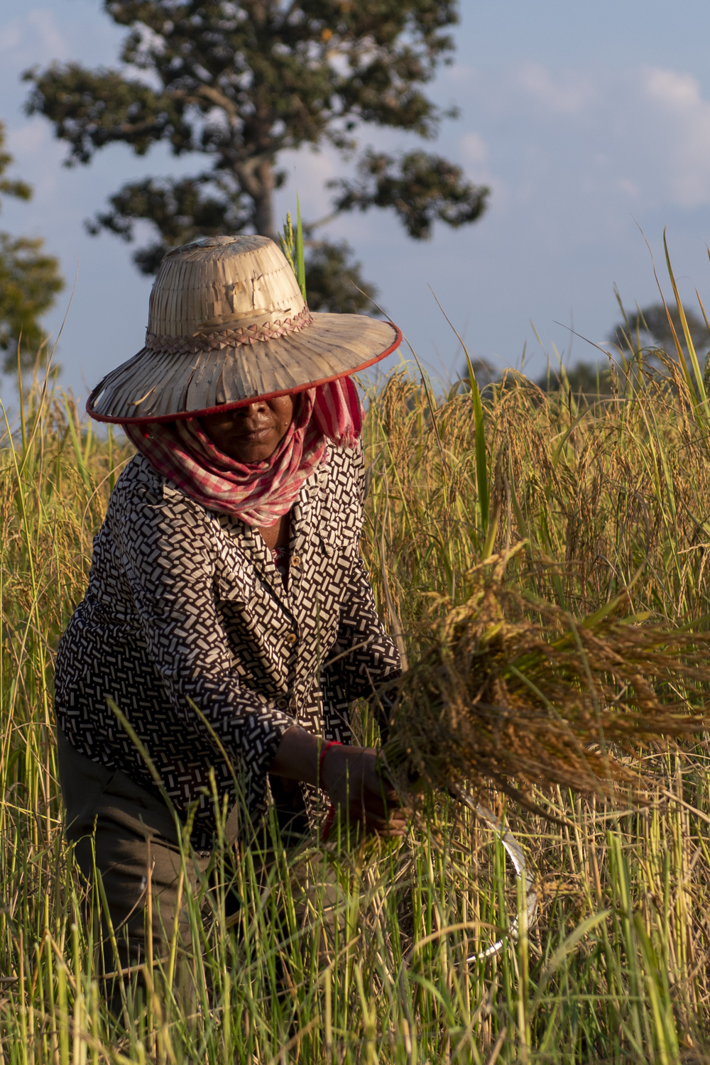 Cambodian rice harvest woman