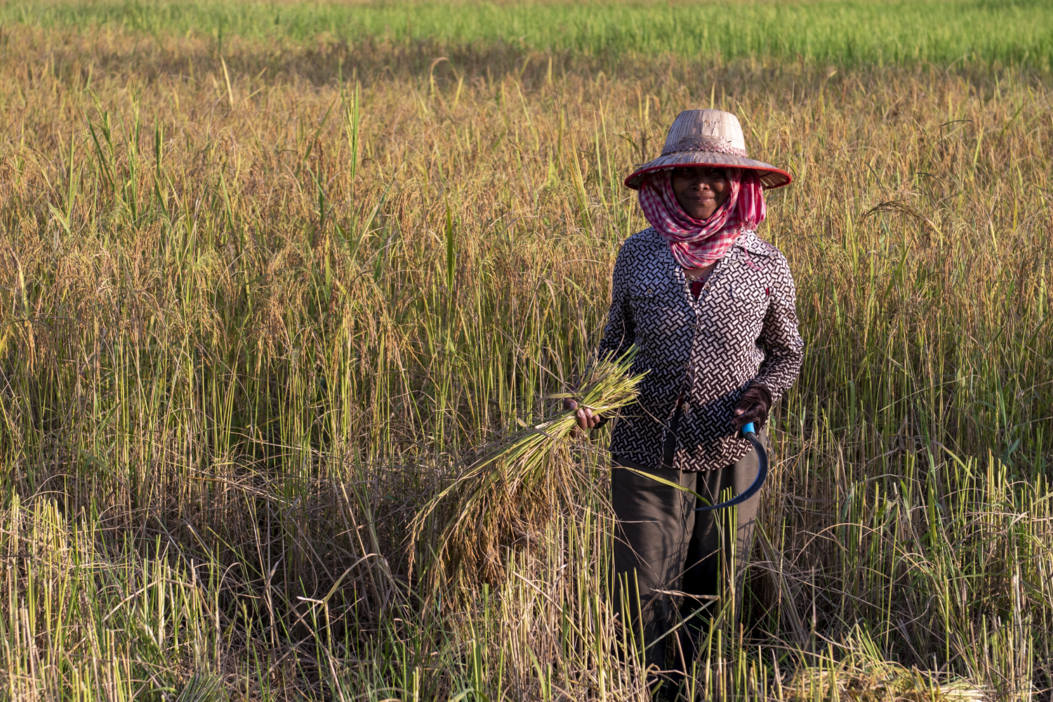 Rice harvest near Angkor in Siem Reap province