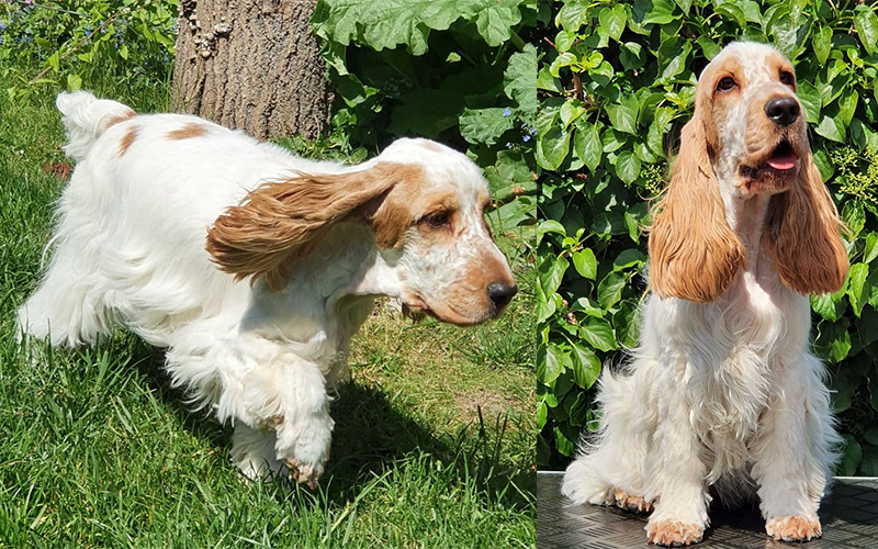 cocker spaniel klip