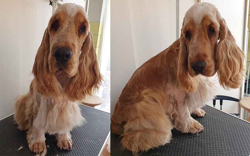 Cocker spaniel klip trim