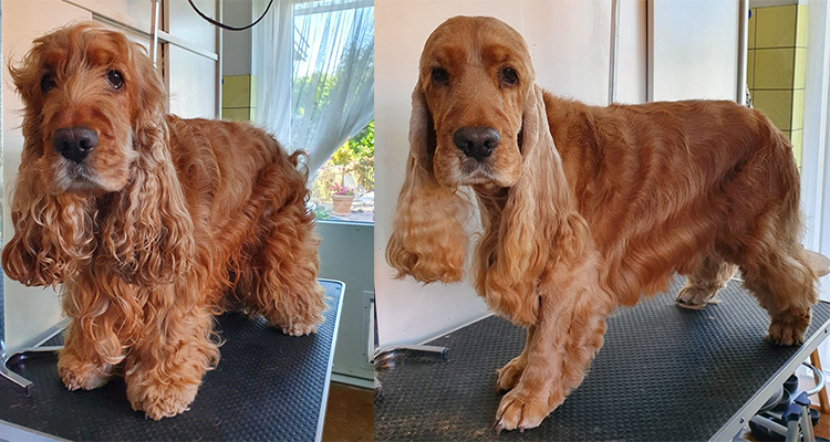 cocker spaniel klip trim klippe