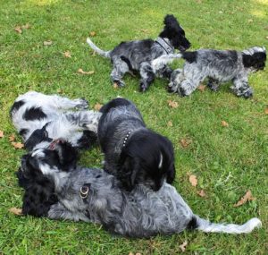 Hvalp træning cocker spaniel