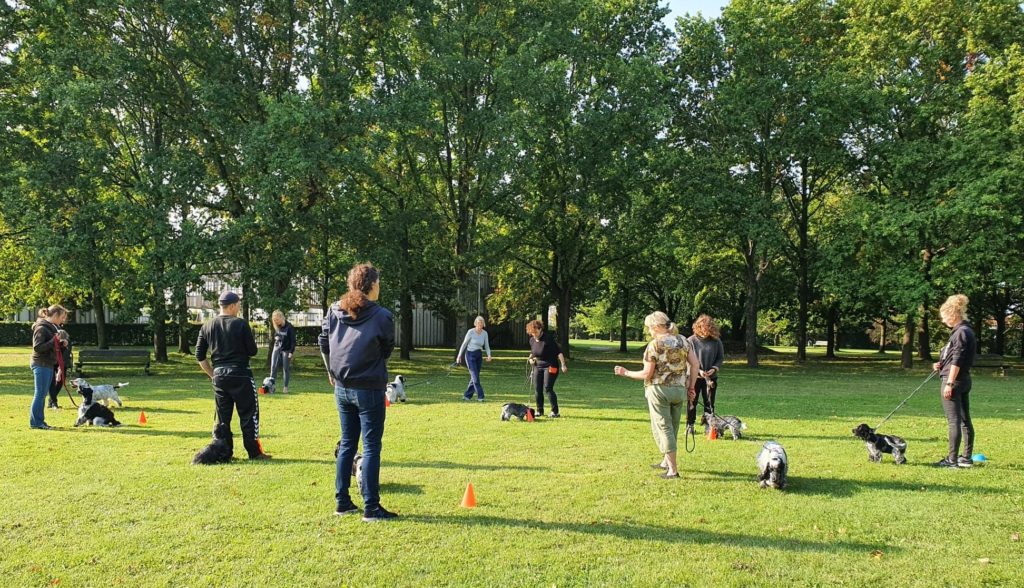 hvalpetræning cocker spaniel hundetræning amager