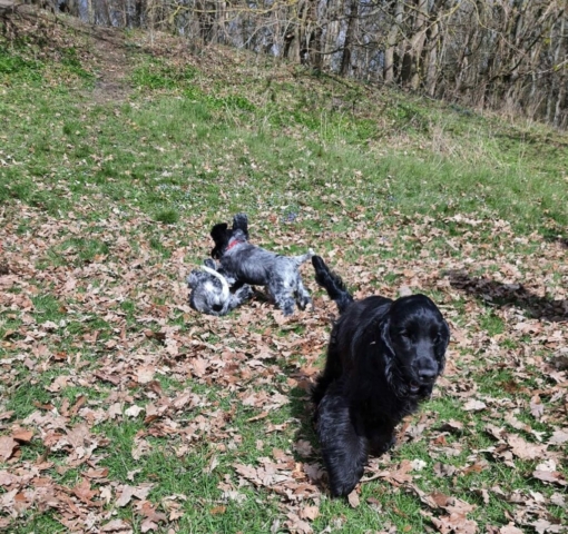 hundetræning amager hvalpetræning hund træning københavn