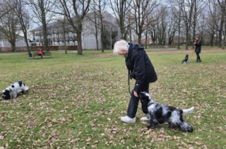 hundetræning amager hvalpetræning hund træning