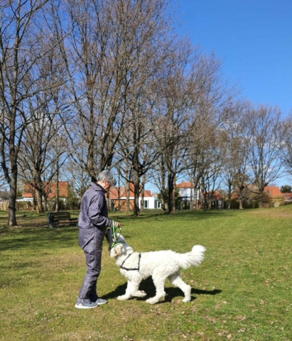 hundetræning amager hvalpetræning hund træning