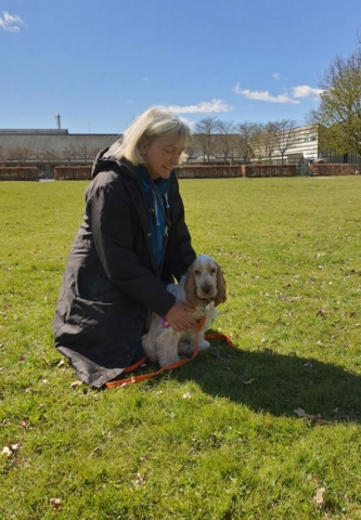 Hundetræning Amager hvalpetræning hund træning