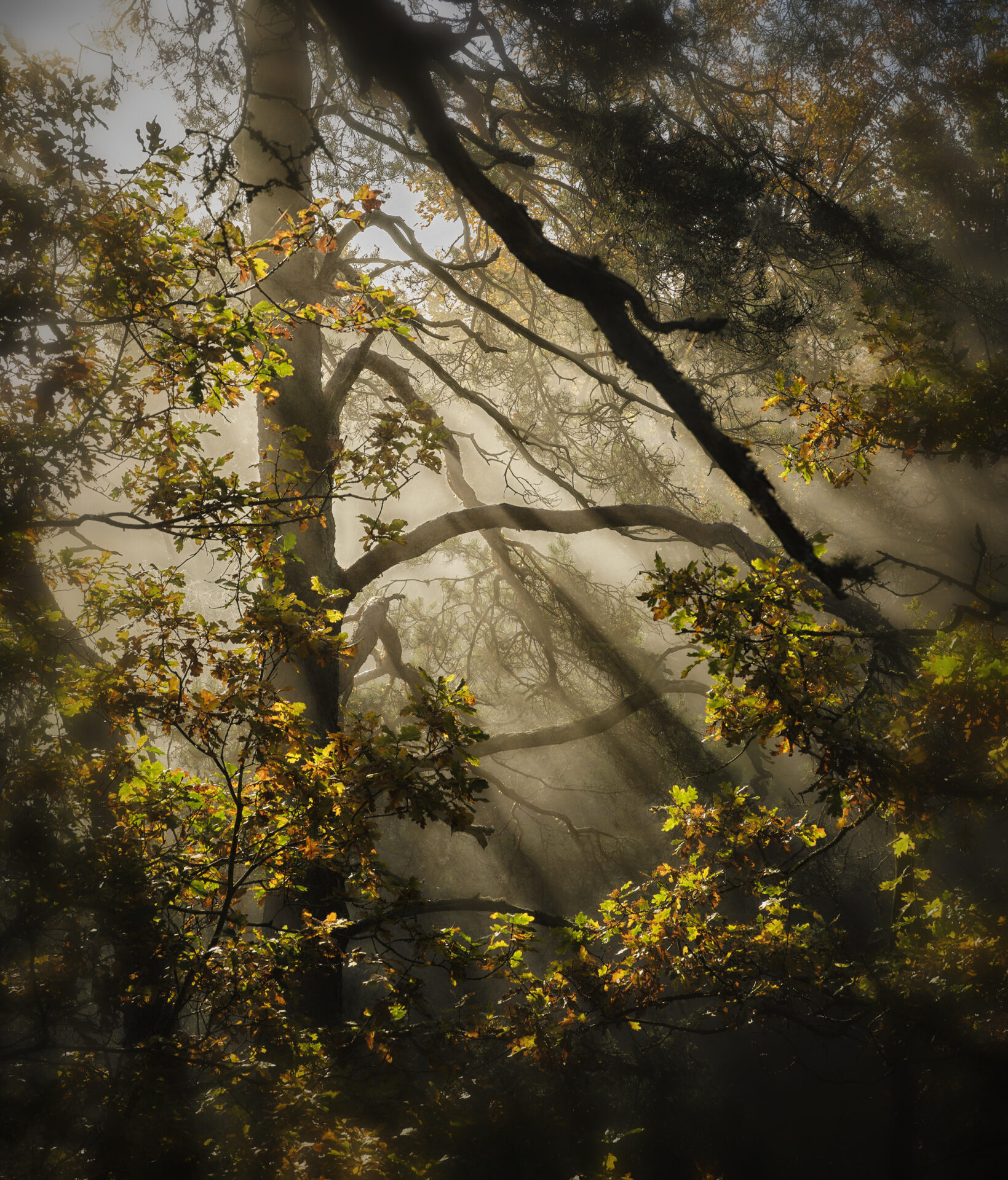 Skog, natur