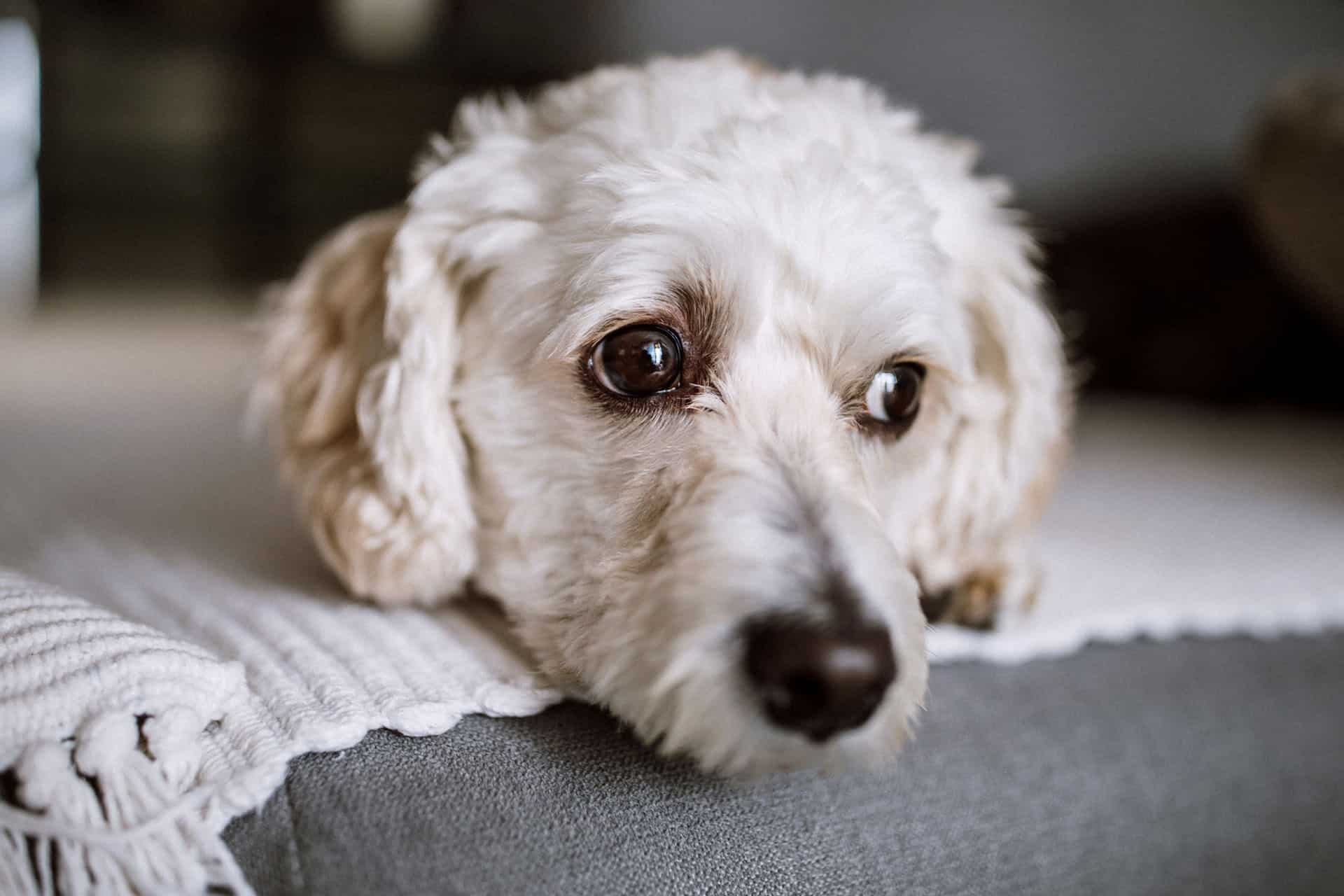 Charlotte Bronte Siege Detektiv Hvorfor trækker din hund numsen hen ad gulvet? - Kolding Netavis