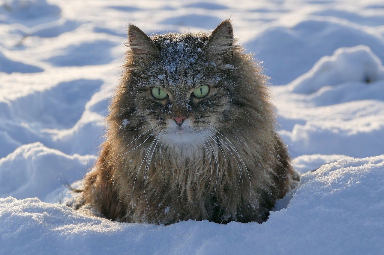 Tegne forsikring aften Tøm skraldespanden Kulden kan tage livet af din kat - Kolding Netavis