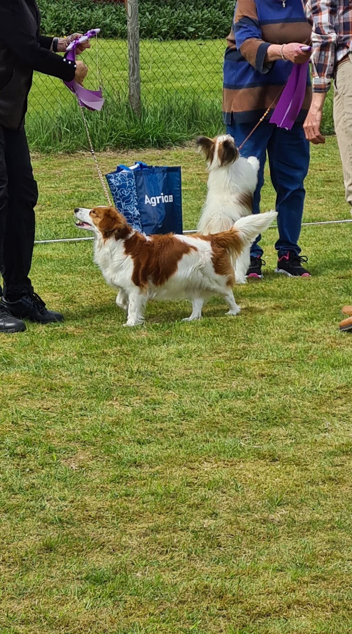 Du visar för närvarande Best in Show Veteran