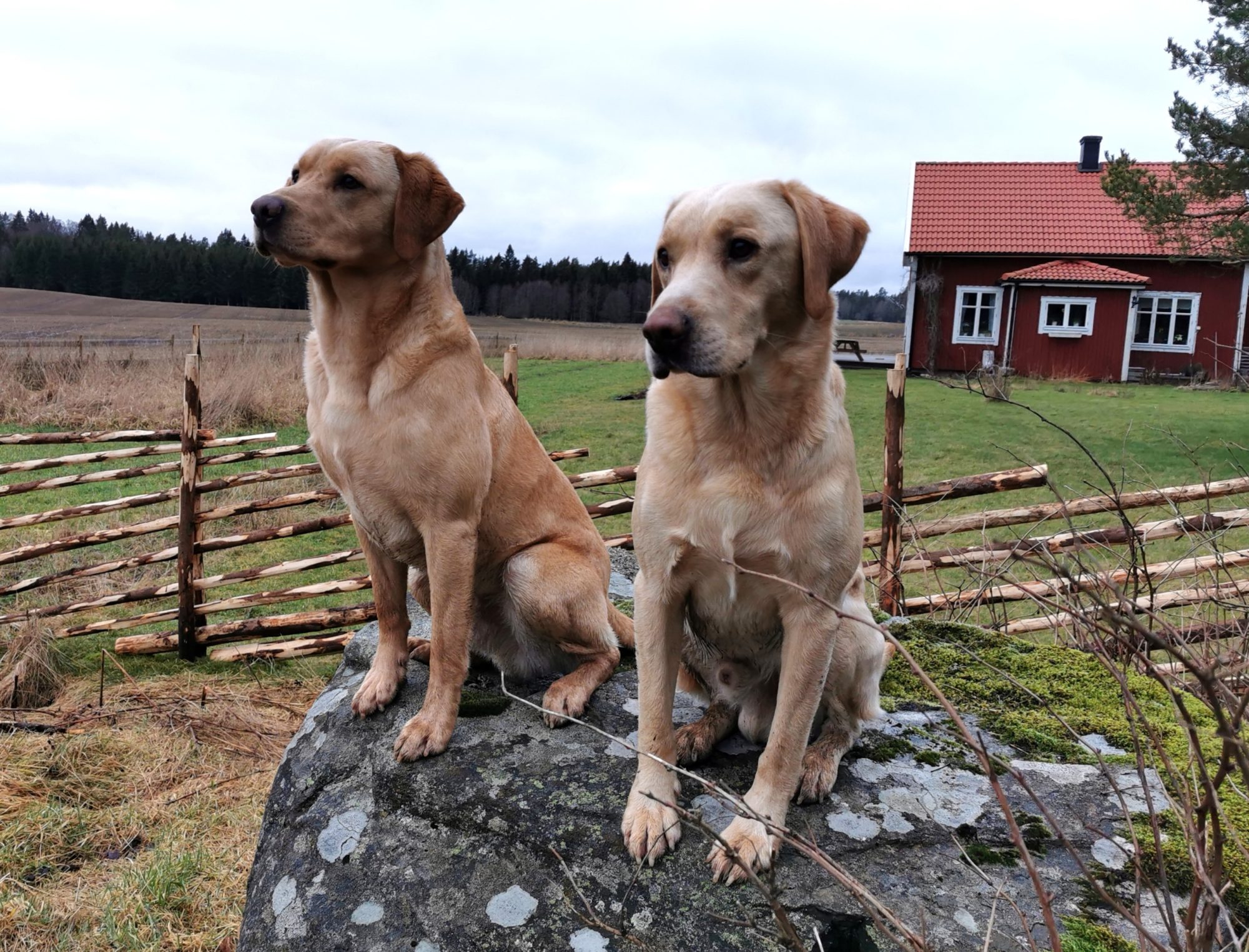Ensam är inte stark – Kopparhult Kurser och Kennel