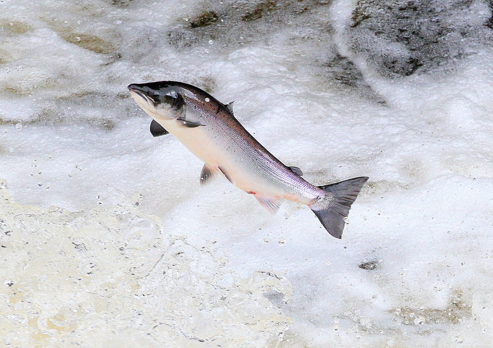 Image of Salmon Leaping