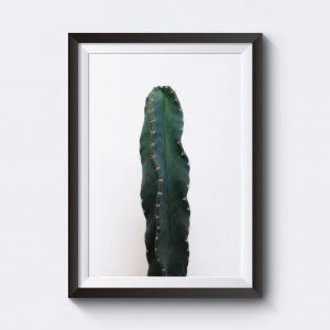 Grön kaktus naturbild