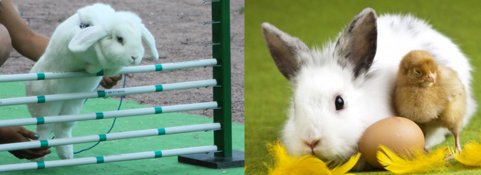 Kreisverband der Rassegeflügel- und Rassekaninchenzüchter Stuttgart e.V.