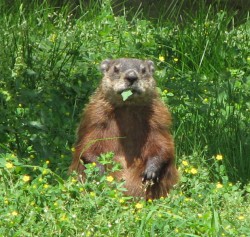 Ett murmeldjur, groundhog, som äter.