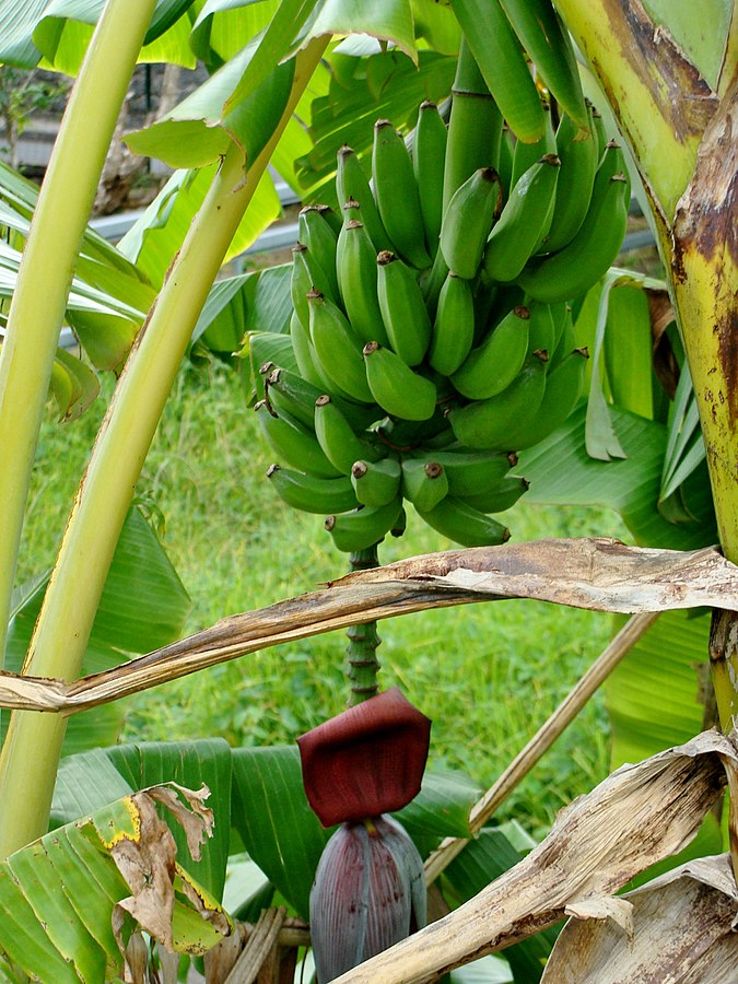 Bananens dag firar ett populärt bär | Kultursmakarna