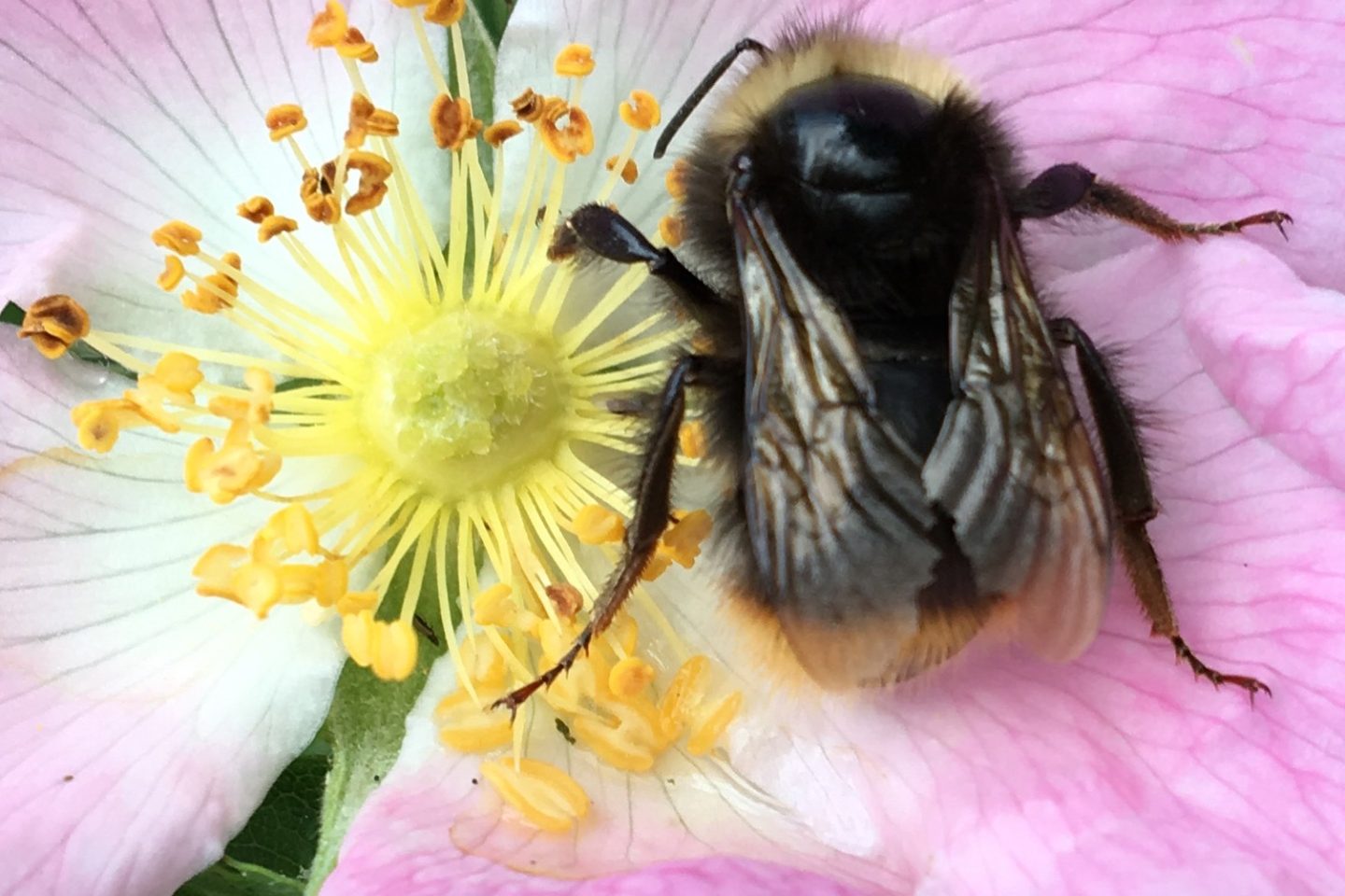 En humla på en blomma