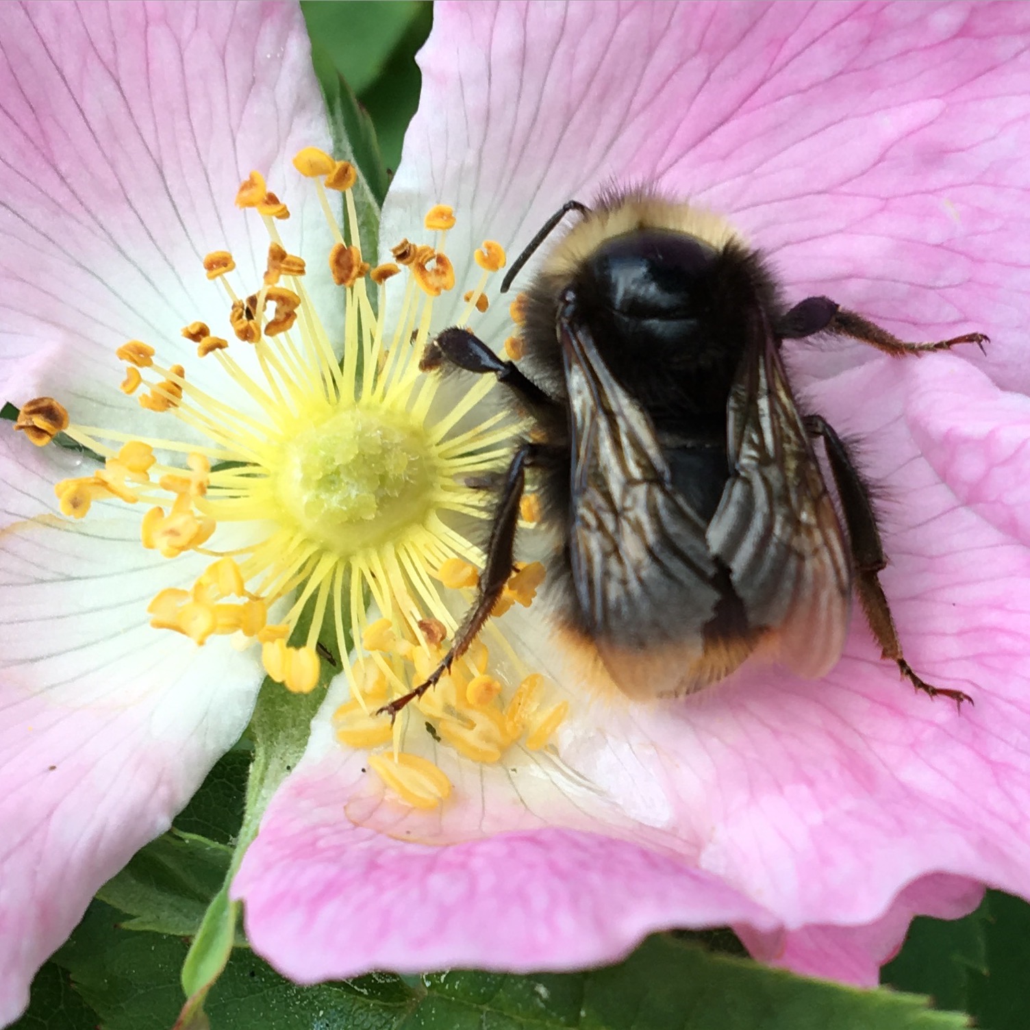 En humla på en blomma