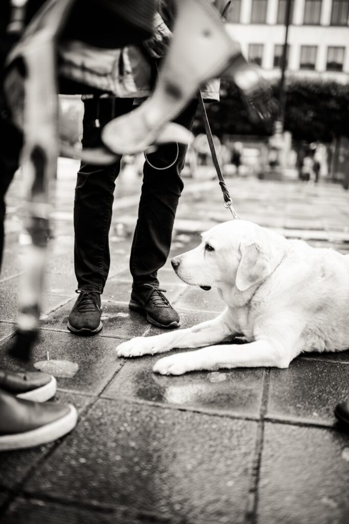 Svartvitt foto. Vit ledarhund ligger på marken och vilar, människoben.