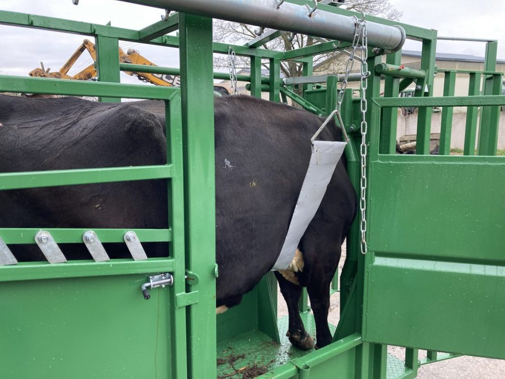 Gardas-galviju-gardas-karviu-gardas-cow-stall-veterinarines-stakles-animal-stall13