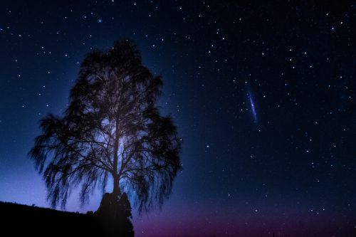 Tree and the stars