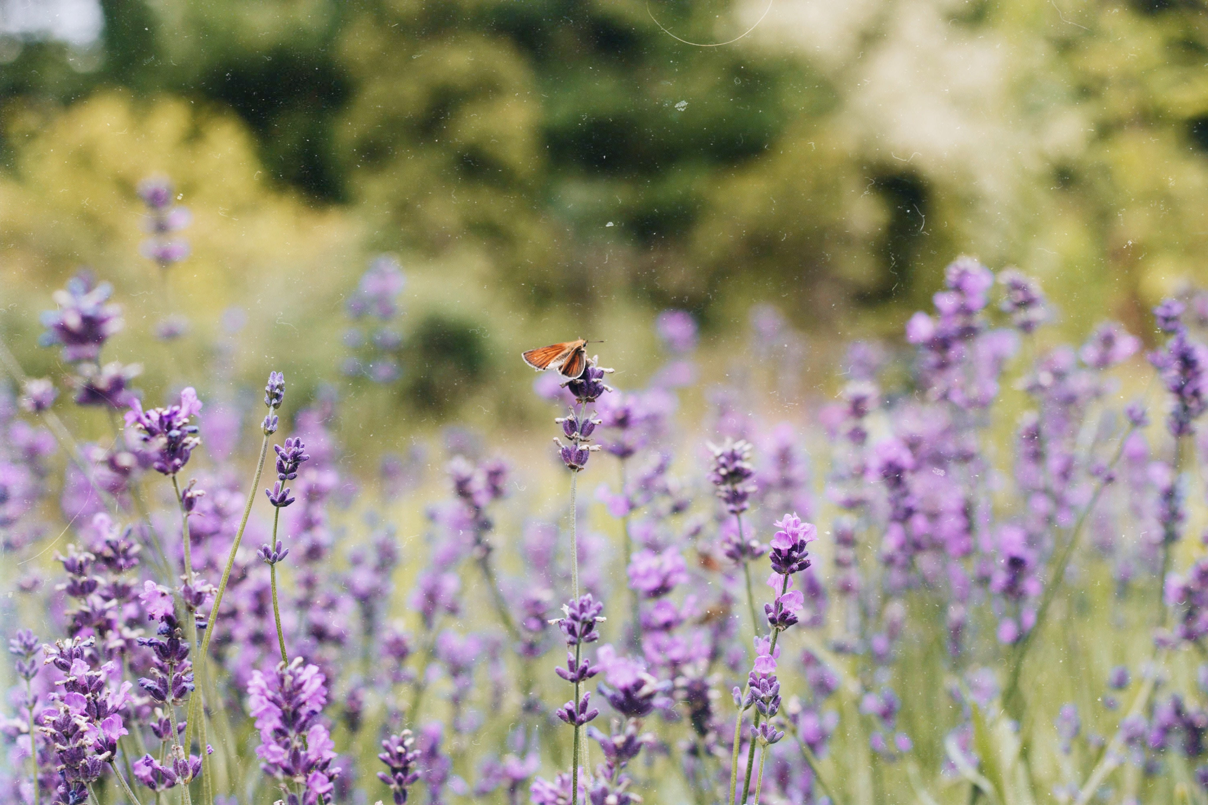 Sweet lavender – sex lavendelprodukter jag älskar