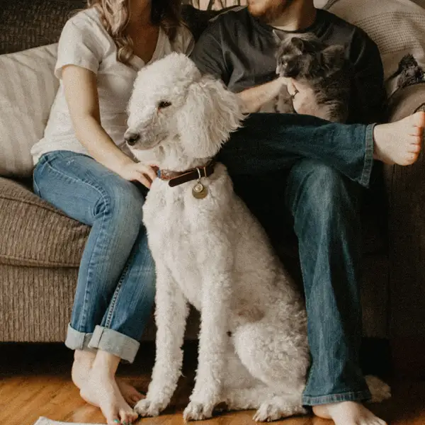 home-family Hund i BRF-lägenhet