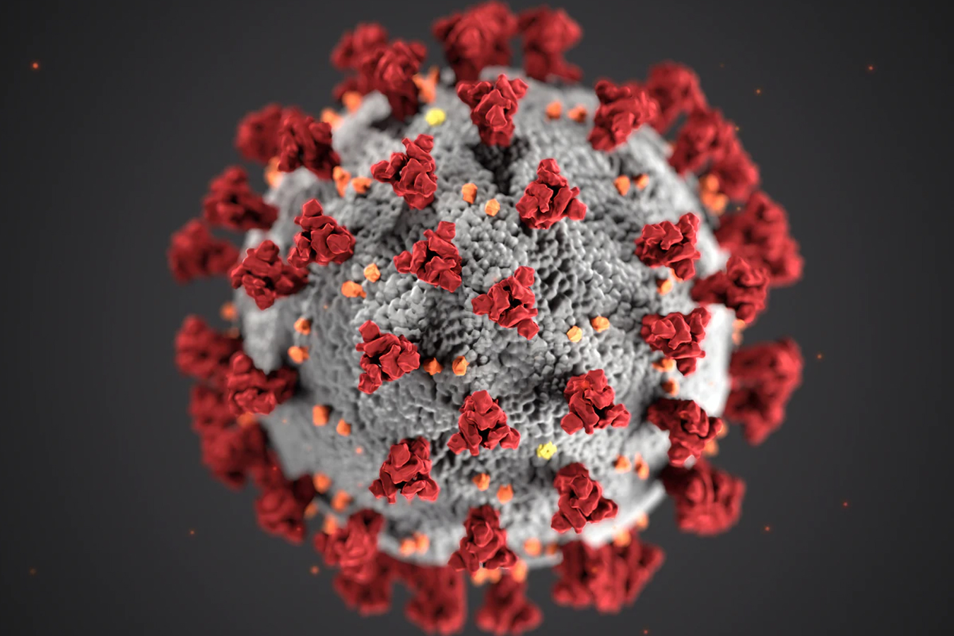 What is a novel coronavirus?
