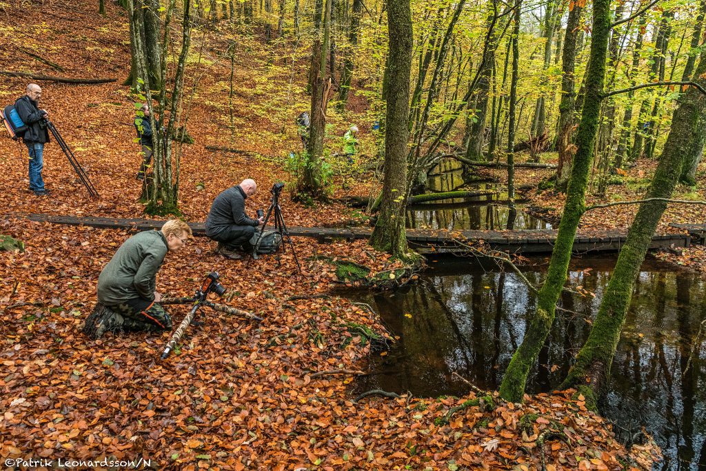 Skogsbo naturreservat 9