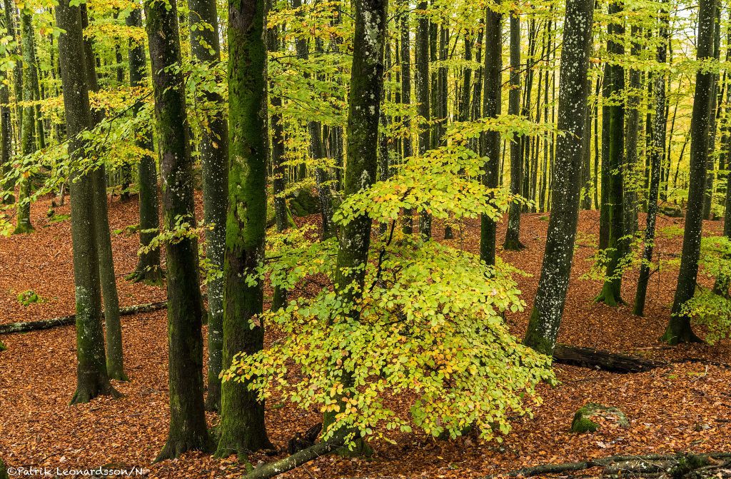 Skogsbo naturreservat 2