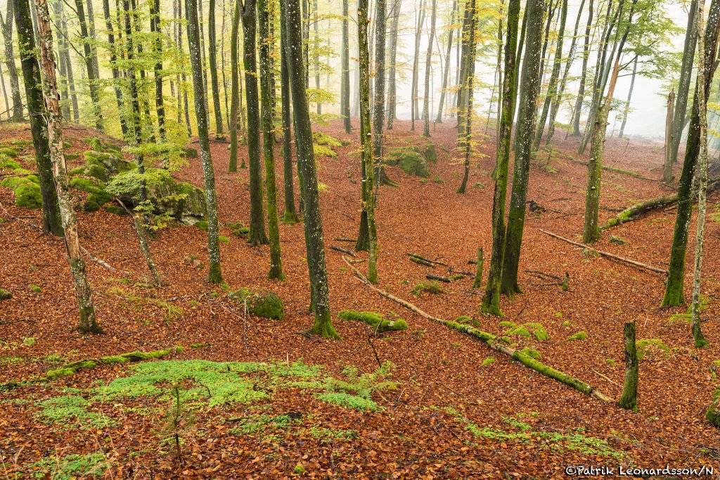 Skogsbo naturreservat 5