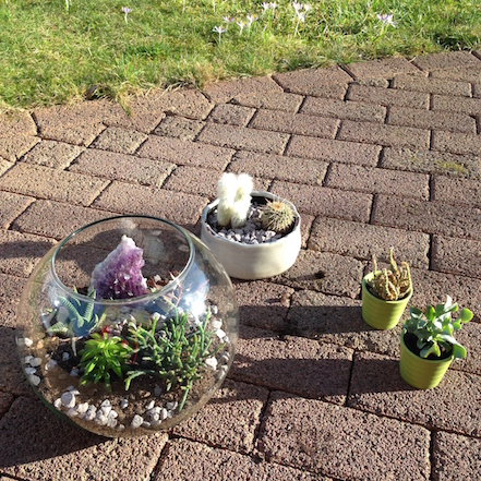 DIY Pflanzen-Terrarium