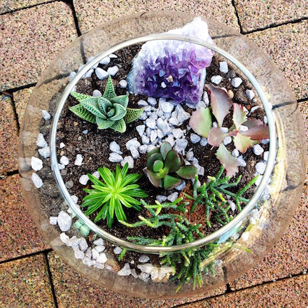DIY Pflanzen-Terrarium