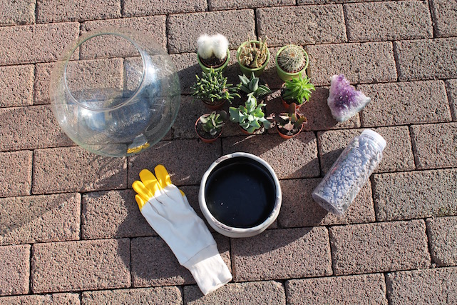 DIY Pflanzen-Terrarium