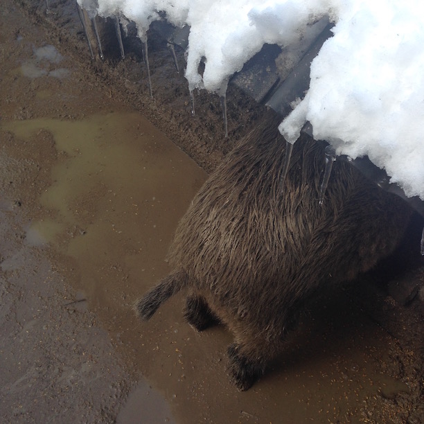 Wildschwein Eulbach