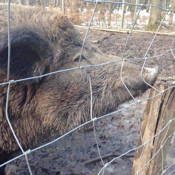 Wildschwein Eulbach