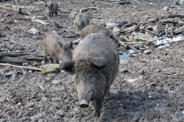 Wildschweine