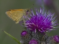 Dikkopje op distel