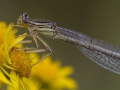 Blauwe breedscheenjuffer, vrouw