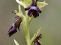 Vliegenorchis, Viroinval, België