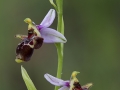 Sniporchis, Ophrys scolopax, Extremadua