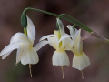 Narcissus triandrus palidulus, Picos de Europa