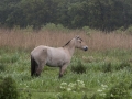 Fjordenpaard in de regen