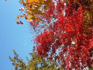 Couleurs d'automne 2017