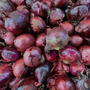 Oignon rouge, légume produit à Québriac, vendu à Québriac, Tinténiac, Dingé